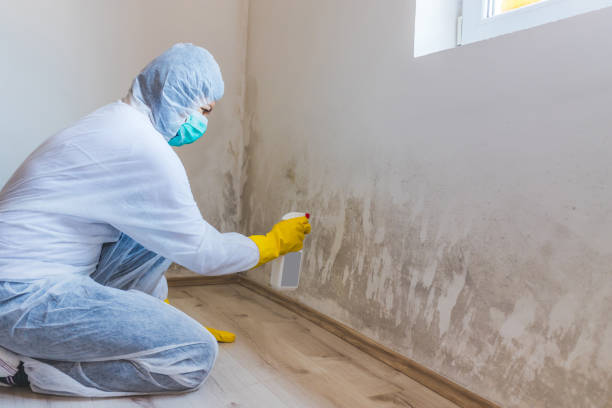 Licensed Mold Remediation service in Hialeah, FL - WQB Mold Removal